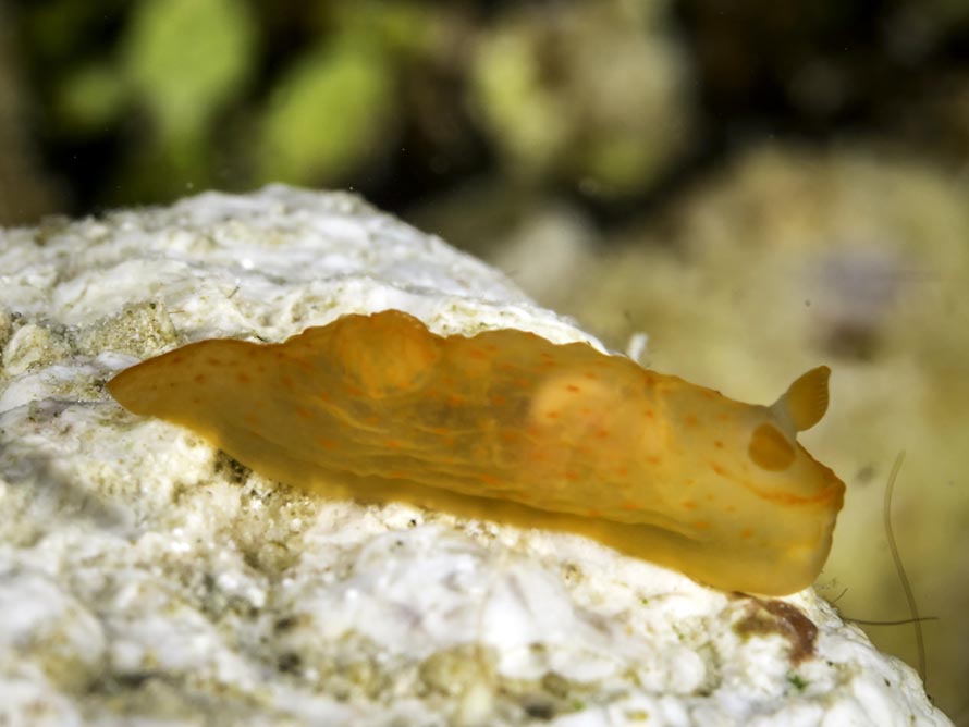Gymnodoris sp. 5